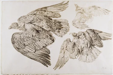 Adler